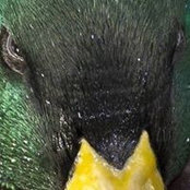 Tim Reynolds's photo