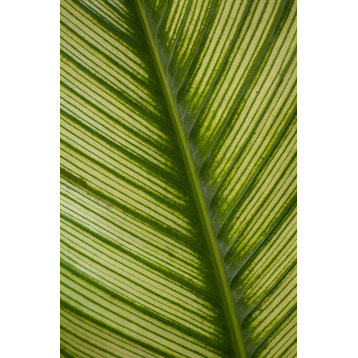 Fine Art Photograph, Leaf Detail 1, Fine Art Paper Giclee