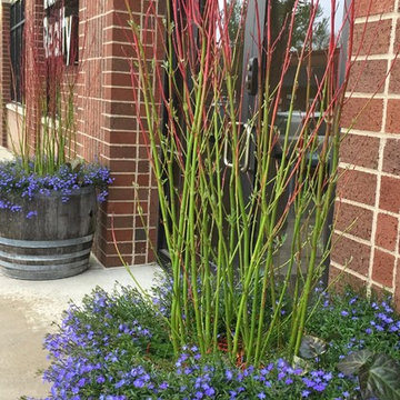 Lobelia blues & Cardinal Dogwood stems in Spring