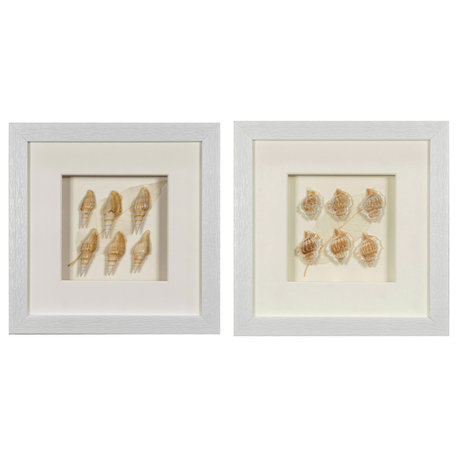 Sea Shell Shadow Box Wall Décor (2 Piece Set)  (MS12135CP/DP)