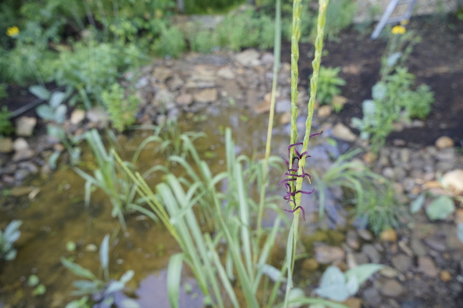 French Broad Rain Garden