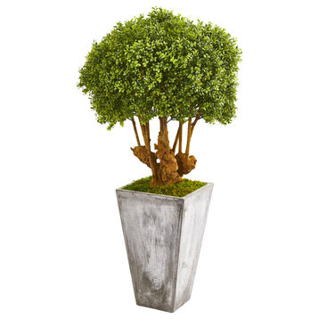 51" Boxwood Artificial Topiary Tree in Cement Planter, Indoor/Outdoor
