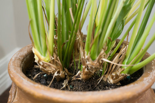 please-help-me-make-my-peace-lily-healthy-again-photos-included