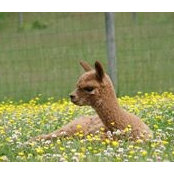 Kim Shand's photo