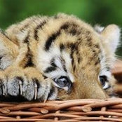 Tiger Tigerovskys billede