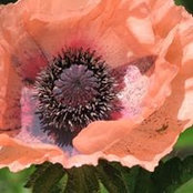Janet Weaver's photo