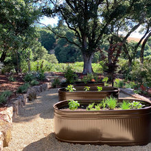 Vegetable Garden