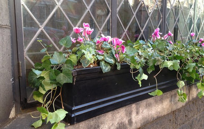 City Gardener: Fun With Winter Window Boxes