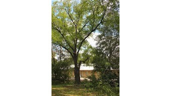 Birmingham Tree Service