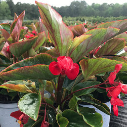 Current Featured Plants - Products