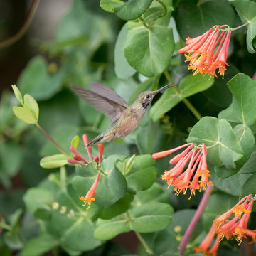 Hummingbirds Love This Garden