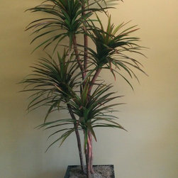 Felipe Arizmendi - 7' Yucca/Dracaena Palm - Plants