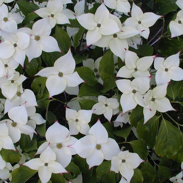 Flowering Porch Planting - Pittsford, NY