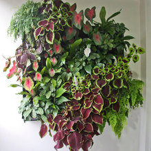 Living Walls