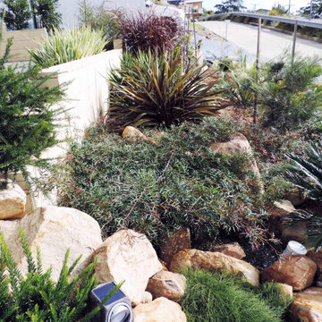 Contemporary Australian Native Garden