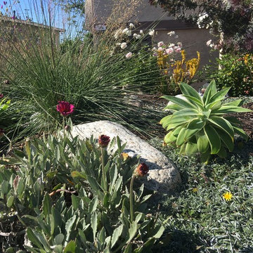 Rain-Catching Meadow Garden