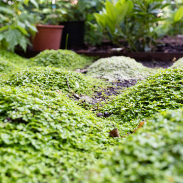 Un jardin apaisant