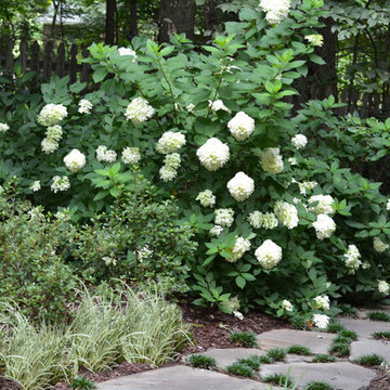 Woodland Garden