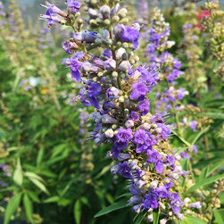 Featured Plants - Products