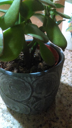 marble queen pothos light Epipremnum 'Marble Queen' main image 0