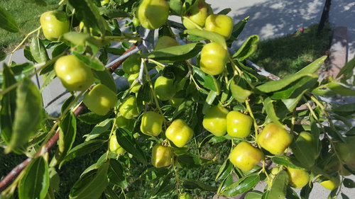 Jujube Are Looking Good This Year Jujube Are Looking Good This Year