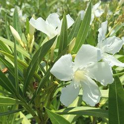 Current Featured Plants - Products