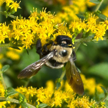 Pollinator Garden and Meadow