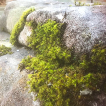 Moss Covered Boulder