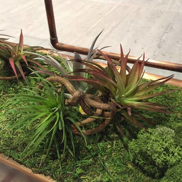 Moss and Air Plants