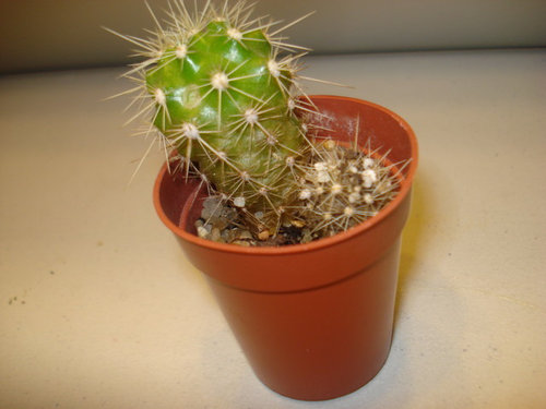 Cacti Dying Can They Be Saved
