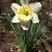 Nancy Baumgardner Mathews's photo