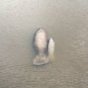 Linda Twardowski's photo