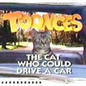Foto di Toonces C. Evans