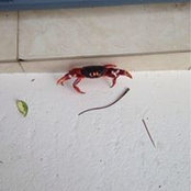 Chris Vold's photo