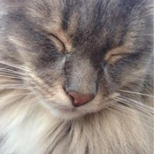 Sharon Sasaki's photo