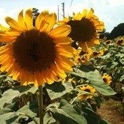 Charlene Rowe's photo