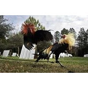 Robert Luna's photo