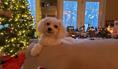 Houzz Call: Show Us Your Fun and Festive Holiday Pets!