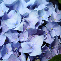 Let's Dance&reg; Rhapsody Blue Bigleaf Hydrangea - Plants