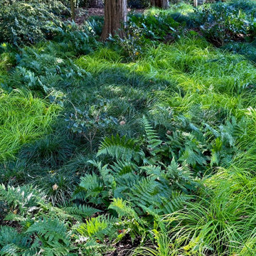 A problematic slope becomes a beautiful shade garden.