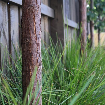 St Kilda East - Garden maintenance Project