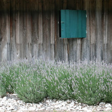 exterior color