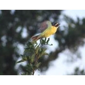Adria Russo's photo