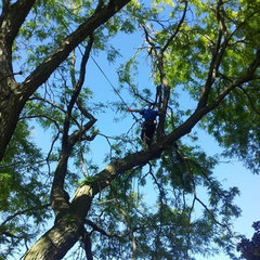 Harmony Tree Service