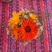 Zoe Carolan's photo