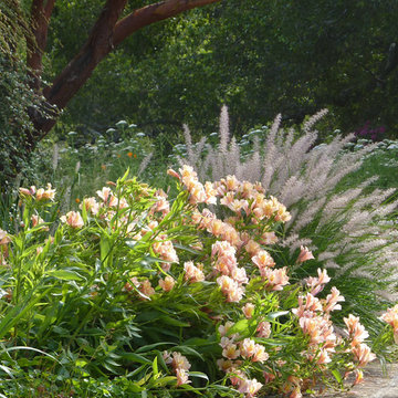 Craftsman Lawn to Meadow Conversion