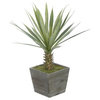 Artificial Baby Yucca in Grey-Washed Wood Cube