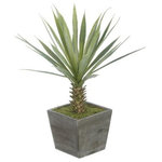 House of Silk Flowers, Inc. - Artificial Baby Yucca in Grey-Washed Wood Cube - You will never have to worry about caring for your succulents again. This arrangement contains an artificial baby yucca "potted" in a rustic washed-wood cube (6" x 6" x 5.5" tall). The overall dimensions are measured tip to tip, bottom of planter to tallest tip: 19" tall x 14" diameter. All measurements are approximate and will be determined by your final shaping of the item upon unpacking it. No arranging is necessary, only minor shaping, with the way in which we pack and ship our products. This is only intended for indoor use.