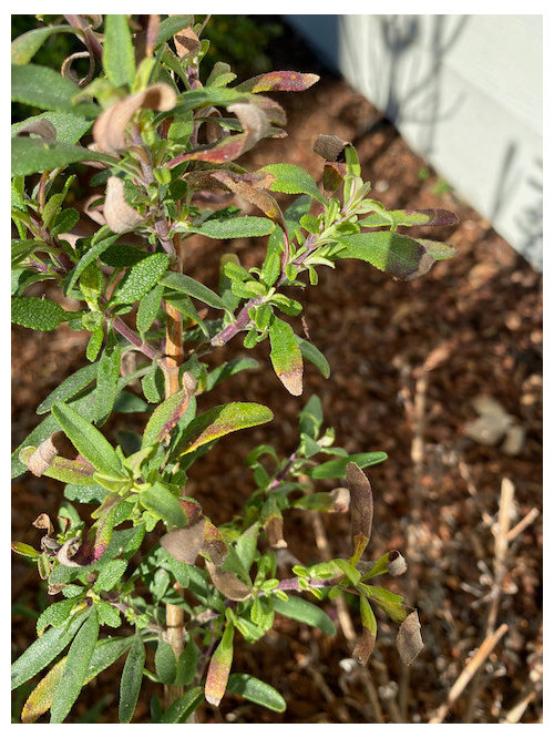 Cleveland sage dormant or half dead?