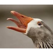 Ben Shahrabani's photo